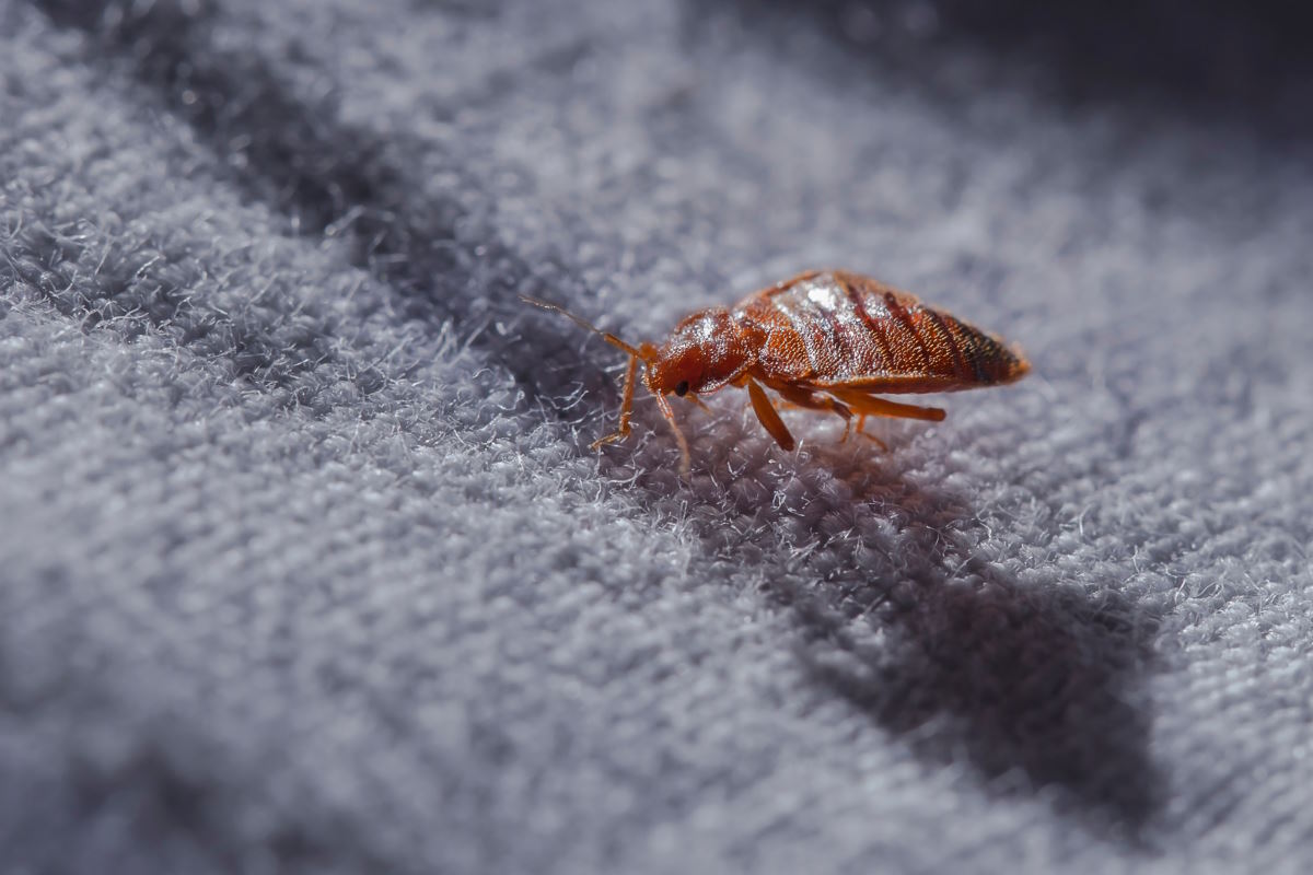 Traitement insecticide anti Punaises de lit - Tout Pour Les Nuisibles